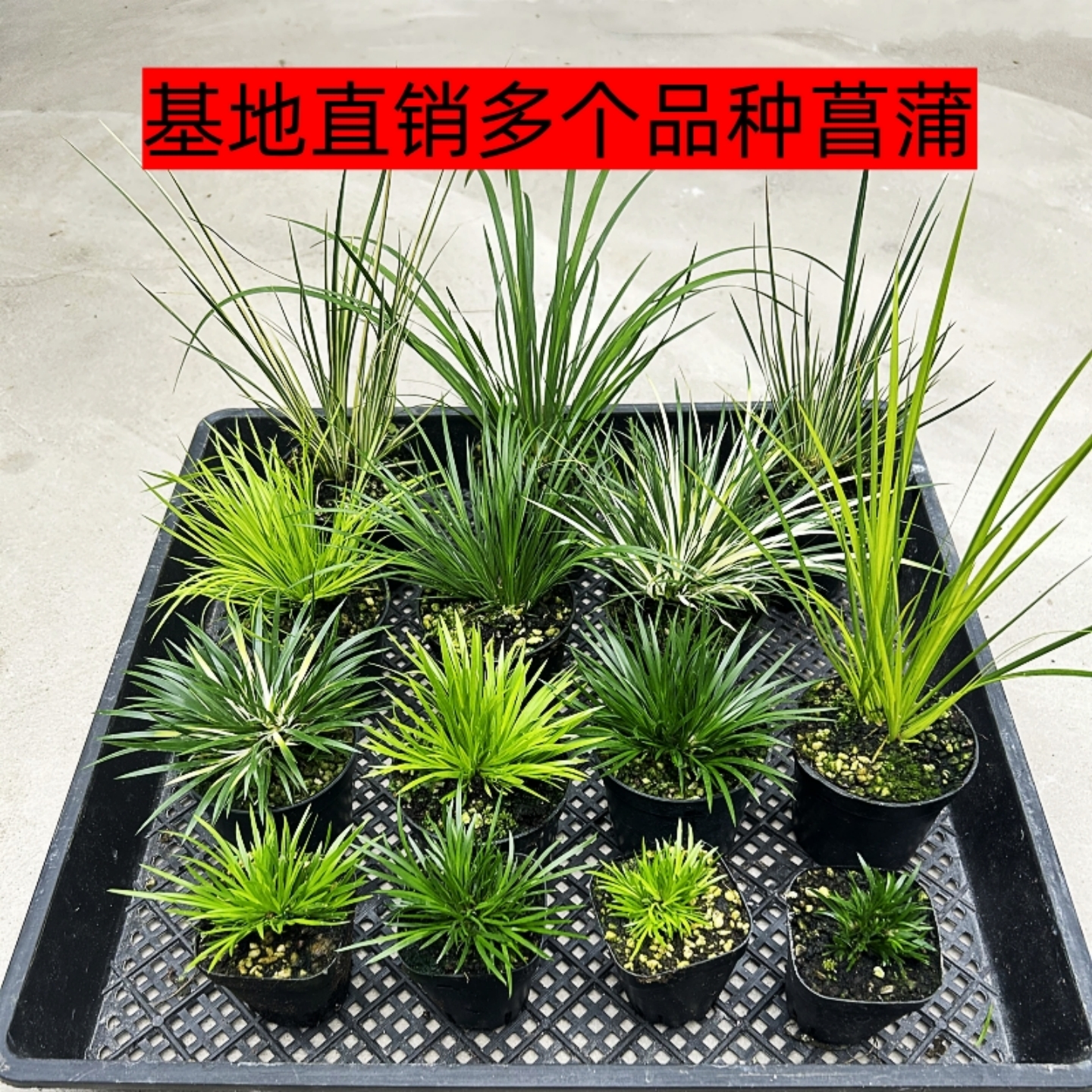 黄金姬菖蒲草室内水培附石小盆栽