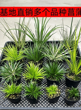 黄金姬菖蒲草水培盆景贵船苔金钱虎须胧月室内龟池附石小绿植造景