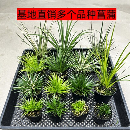 黄金姬菖蒲草水培盆景贵船苔金钱虎须胧月室内龟池附石小绿植造景