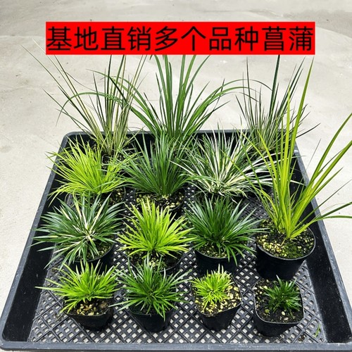 黄金姬菖蒲草室内水培附石小盆栽