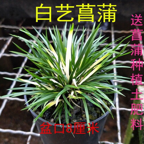 稀有菖蒲微型盆景白艺蒲室内好养