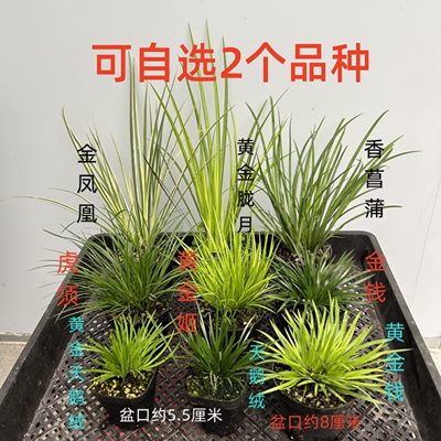 金钱菖蒲草盆景水培室内附石绿植