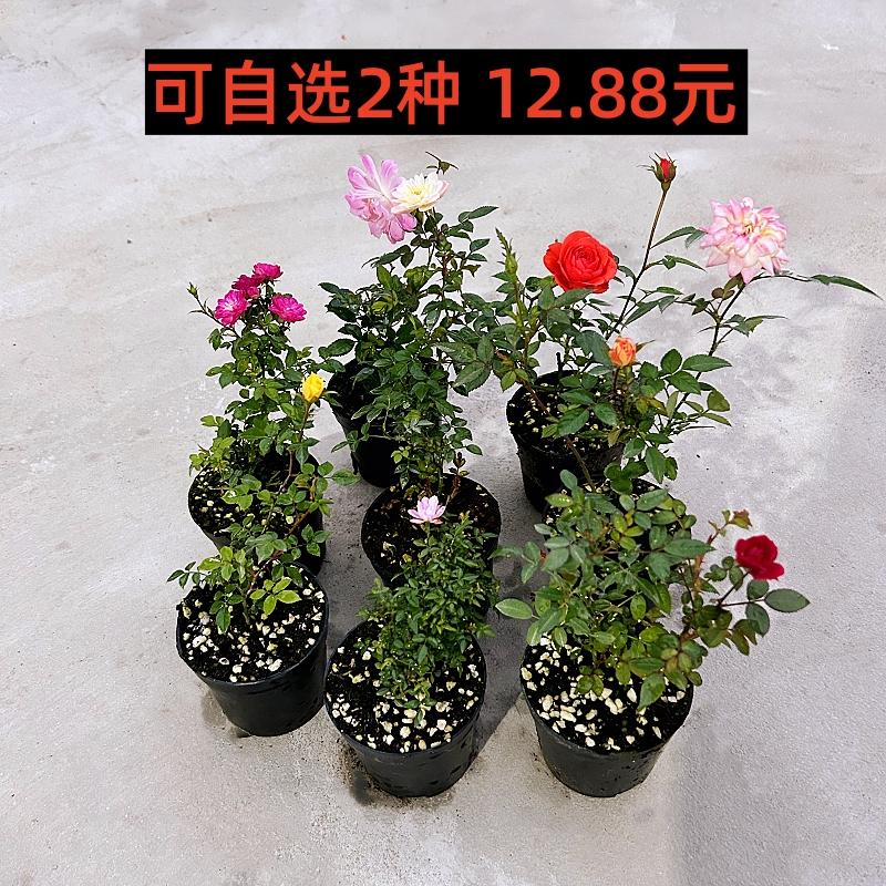 四季带花苞迷你超微型月季苔藓球