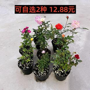 开花姬月季 带花苞四季 迷你微型好养苔藓球玫瑰室内桌面阳台绿植