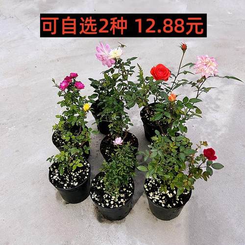 四季带花苞迷你超微型月季苔藓球