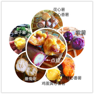 从化良口高山番薯 新鲜香甜番薯地瓜 混合品种10斤装包邮
