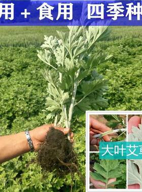艾草苗艾叶种苗艾草种子驱蚊艾蒿端午蕲艾药用可食用大叶艾草根苗