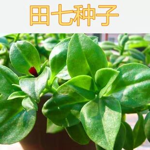 食用养生田七种子特色野菜保健菜三七种粒阳台盆栽抗病强四季蔬菜