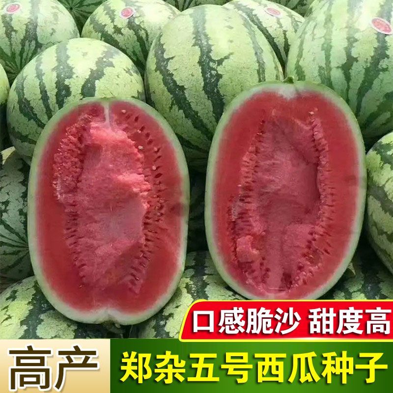 郑杂五号西瓜种子高产甜早熟四季播种少籽懒汉大水果西瓜籽盆栽
