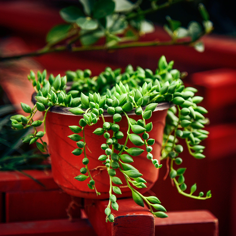 多肉植物情人泪精养含盆带土肉肉植物小盆栽佛珠阳台盆景 鲜花速递/花卉仿真/绿植园艺 多肉植物 原图主图