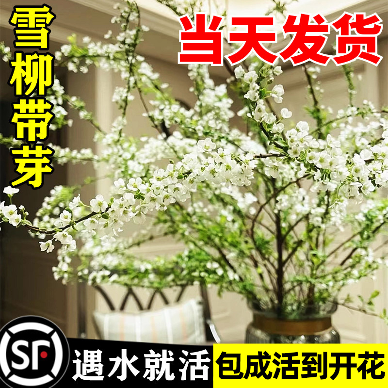 雪柳鲜枝干枝支室内水养水培植物插花好养真花卉银柳绿植盆栽龙柳