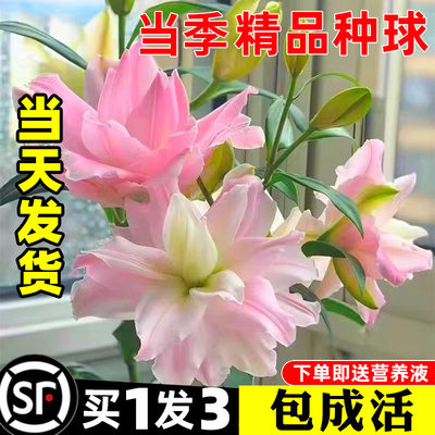 什么花最香？当然是香水百合啦！