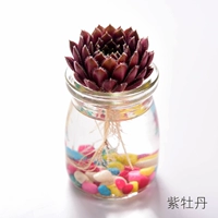 Гидропонный фиолетовый пион