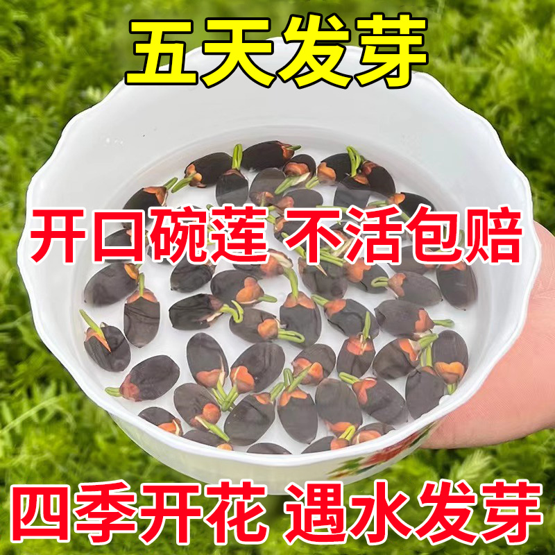 碗莲四季成活遇水就活