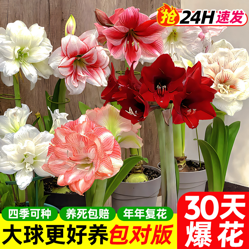 超多高颜值稀有品种大球更便宜!