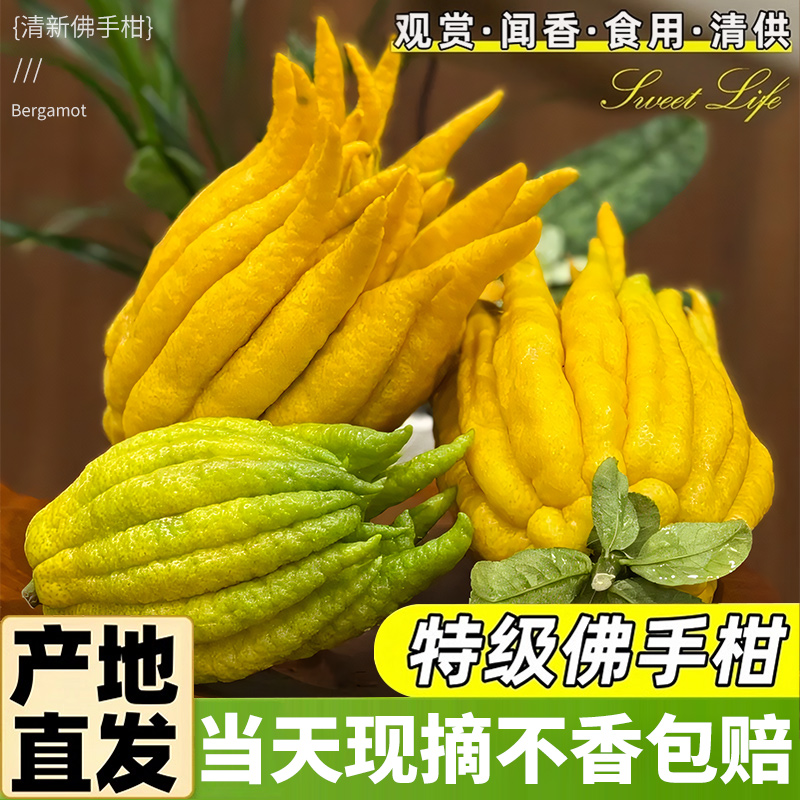 【新鲜大颗】6斤多重的佛手柑！