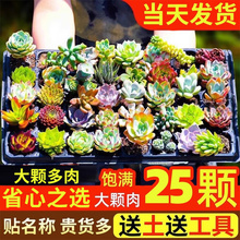 多肉植物组合室内小盆栽精品玉露肉肉含盆带土大颗株好养花卉绿植
