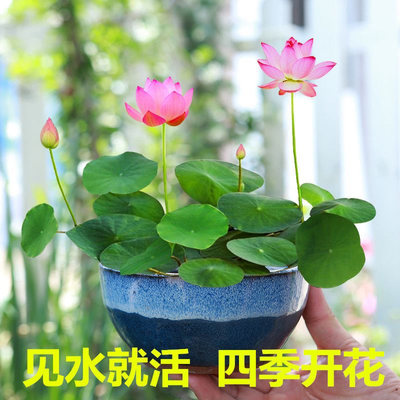 碗莲水培植物阳台四季好养活