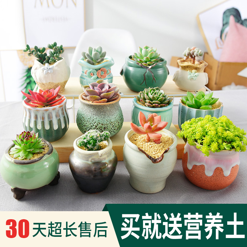 绿植精品室内好养包邮多肉植物