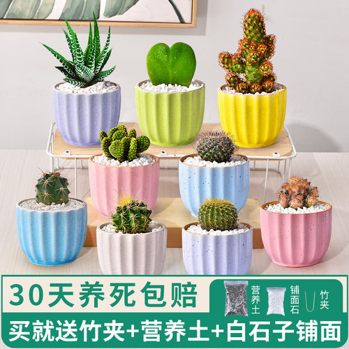 仙人掌仙人球植物组合盆栽仙人掌