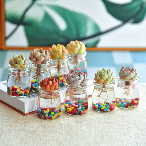 Гидропоновый сочный внутренний растение гидропонная растение стеклянная бутылка сочные растения комбинированная цветочная кафе -горшок с горшками