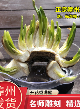 正宗漳州雕刻水仙花矮化种球带盆削好室内水培开花带香味植物年货