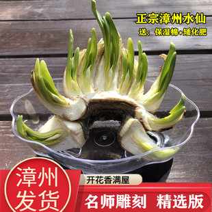 正宗漳州雕刻水仙花矮化种球带盆削好室内水培开花带香味植物年货
