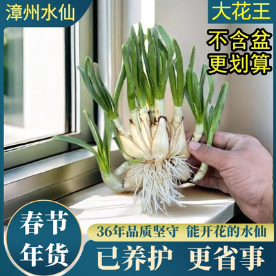 漳州水仙花种球盆栽重瓣
