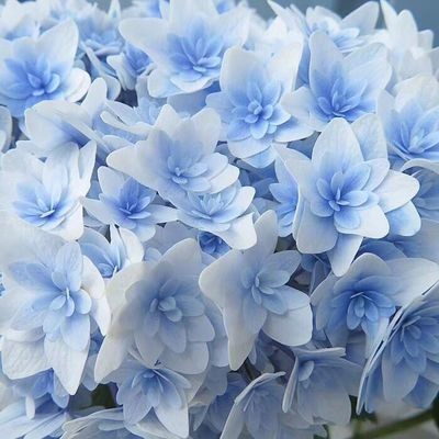 进口绣球花价格 进口绣球花图片 星期三