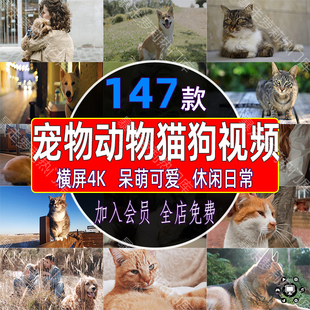 宠物动物猫猫狗狗呆萌可爱日常视频萌宠玩耍陪伴剪辑实拍高清素材