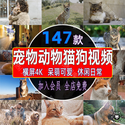 宠物动物猫猫狗狗呆萌可爱日常视频萌宠玩耍陪伴剪辑实拍高清素材