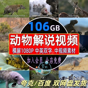 野生动物世界纪录片中视频解说4k国外狮子老虎觅食捕猎剪辑素材