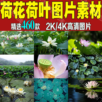 4k荷花荷叶莲花荷塘莲蓬睡莲唯美图片摄影2k高清照片抖音热门素材