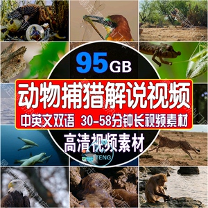 野生动物捕猎觅食场面解说中视频经典科普类高清自媒体剪辑素材