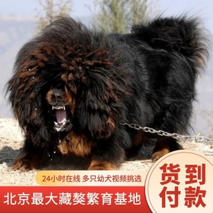纯种藏獒幼犬大型猛犬看家护院狗大狮头虎头獒铁包金藏獒黄獒红獒