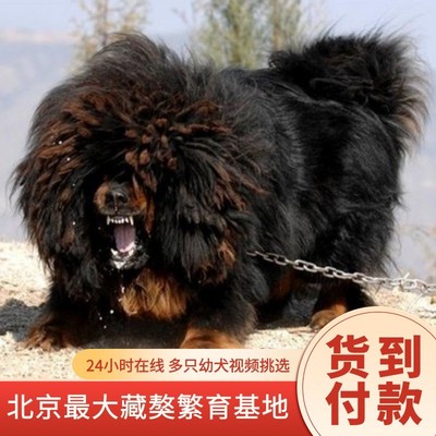 纯种藏獒大型看家护院狮头幼犬