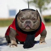 美国恶霸犬幼犬 包邮 短毛口袋体恶霸犬幼犬有出生纸可见父母 活体