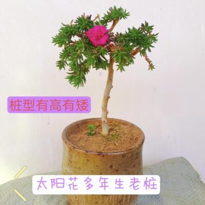 太阳花重瓣玫红老桩四季开花独杆