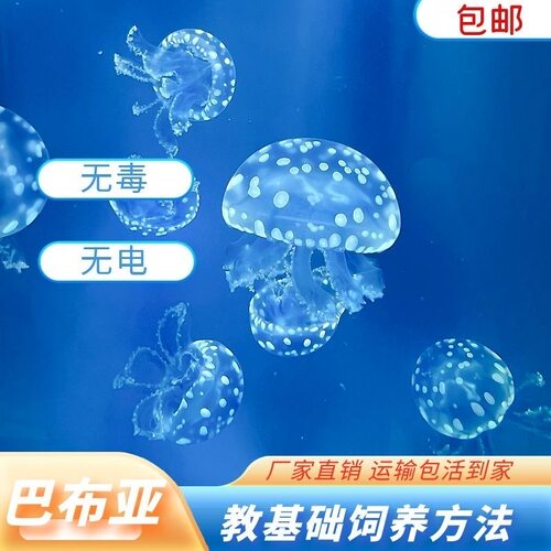 巴布亚硝水母小水母活体|梦幻蓝白斑点|观赏水母新宠|新手易养