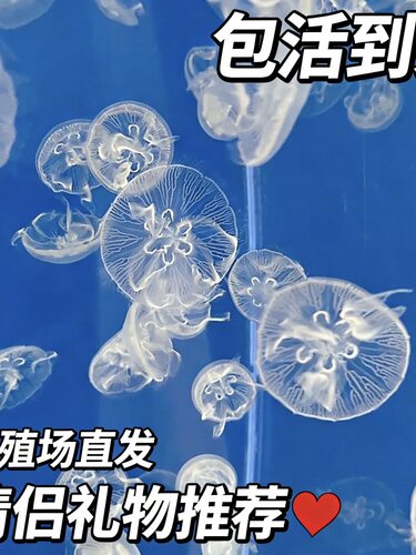 精品海月水母活体创意新奇桌面缸摆件送同事领导乔迁开业观赏养殖
