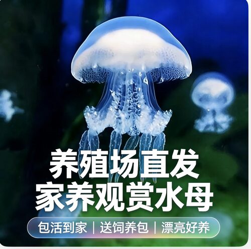 赤月水母活体家养观赏网红水母过节送小孩女朋友礼物 养殖场直发