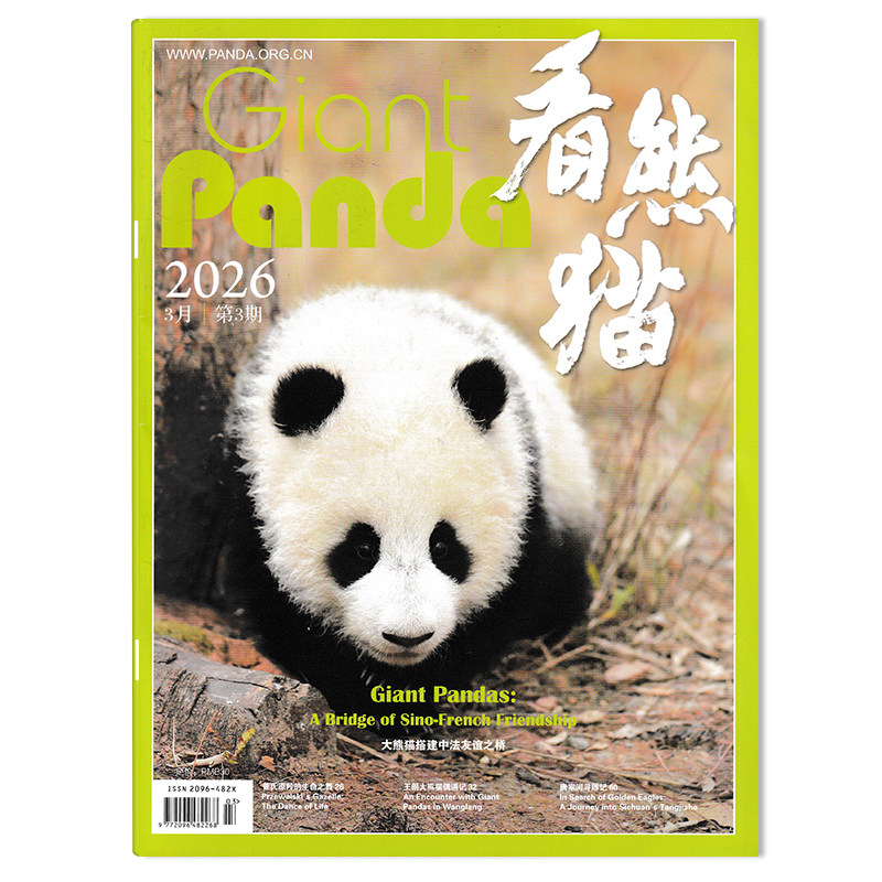 【期数可选 中英文版互译】看熊猫杂志2025年12月音乐剧《熊猫》：在“国宝”家园，奏响一曲爱与生命的交响乐大熊猫类期刊杂志