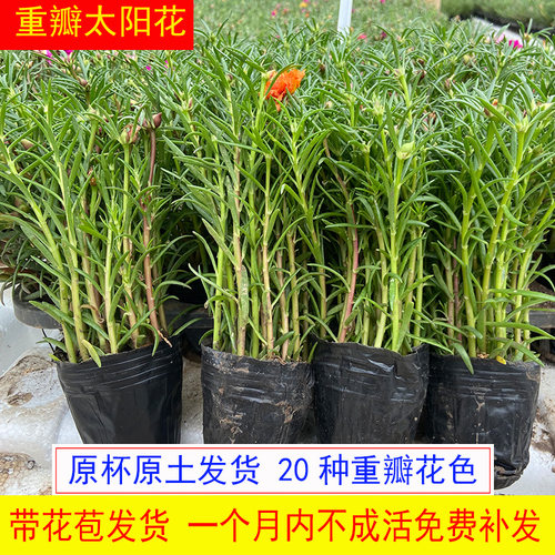 重瓣太阳花太阳花苗宿根四季开花