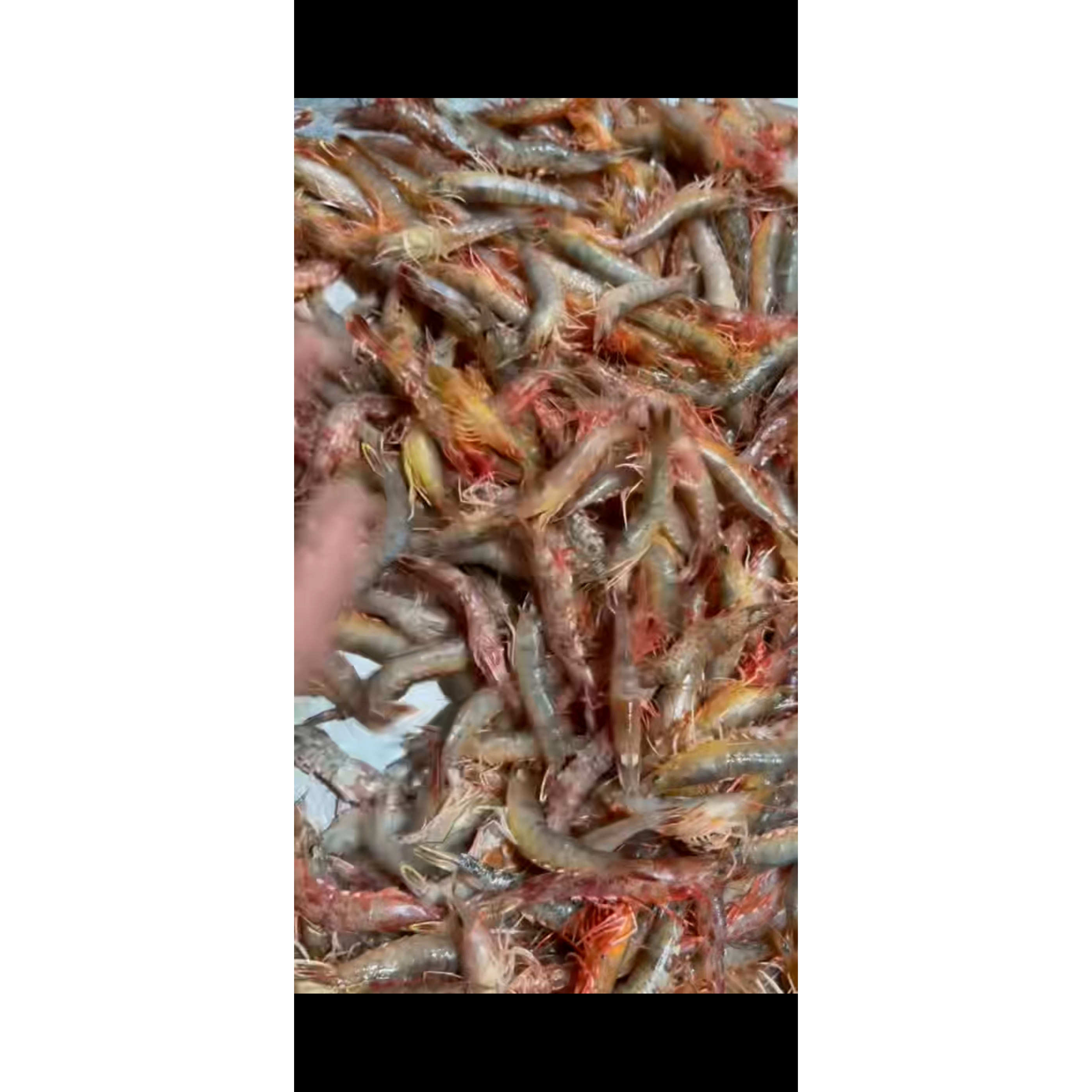 海杂虾小斑节虾海虾剑虾红虾白虾潮汕海鲜水产非对虾鸡冠虾樱花虾