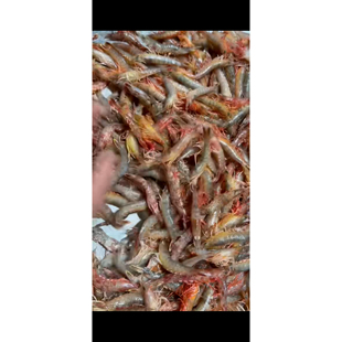 海杂虾小斑节虾海虾剑虾红虾白虾潮汕海鲜水产非对虾鸡冠虾樱花虾