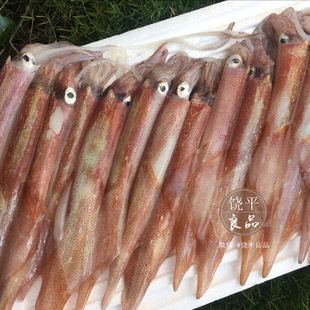 大号鱿鱼 新鲜大乌贼冰鲜笔管鱼海兔墨斗鱼子目鱼仔乌贼 速冻500g