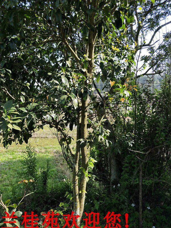 桂花大树小树四季桂树福建福州庭院别墅工程园林景观苗木地栽行道