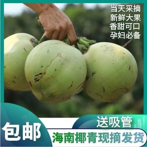 海南三亚带皮椰子当季新鲜椰青现摘现发纯天然孕妇水果补羊水包邮