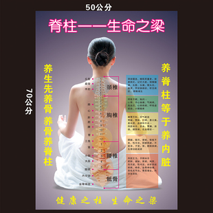 脊椎相关疾病示意图美容院按摩脊椎柱挂图医学宣传人体器官解剖图