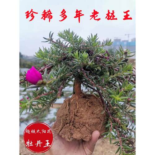 宿根太阳花老桩重瓣老苗多年生牡丹玫红王老桩太阳花带根桃子花苞